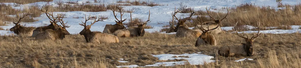 Horseshoe Park on a Winter Estes Park Wildlife Tour Elk Bull herd in Horseshoe Park on a Winter Estes Park Wildlife Tour